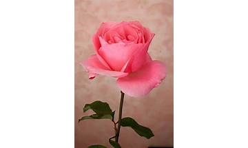 Imagenes de rosas for Android - Download the APK from Habererciyes
